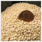 BARNYARD MIllet