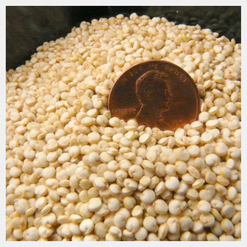 BARNYARD MIllet