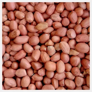 groundnut