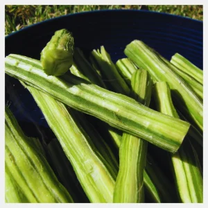 drumstick vegetable