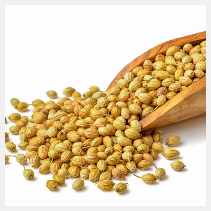 coriander